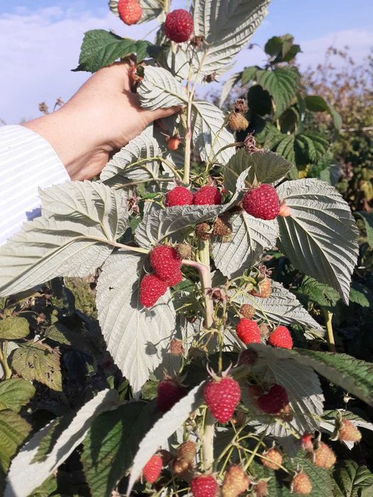 Vand drajoni de zmeura Polka