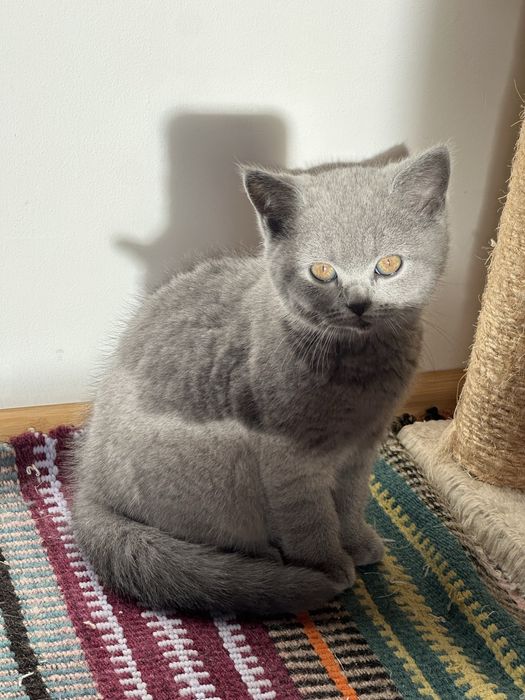 British shorthair blue