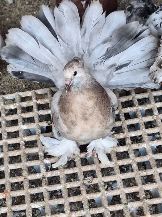 Porumbei rotați și Voltați indieni