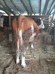 Vaca baltata românească  de vanzare gestanta in 8 luni