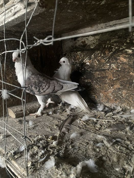 Satineți maturi de anul trecut