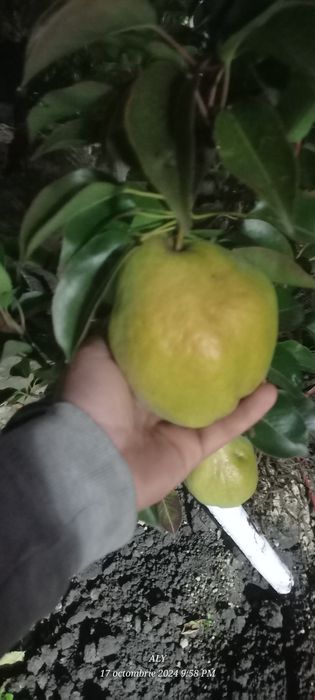 Pomi fructiferi și butasi vita de vie