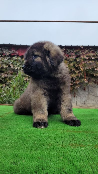 Ciobanesc caucazian talie mare  femele.