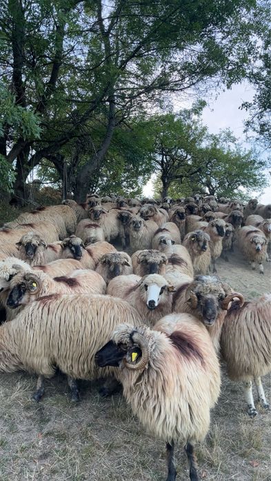 Oi bucalai si oacchese