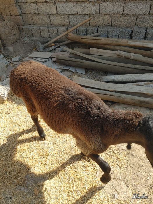 Qozi qocqorla sotiladi
