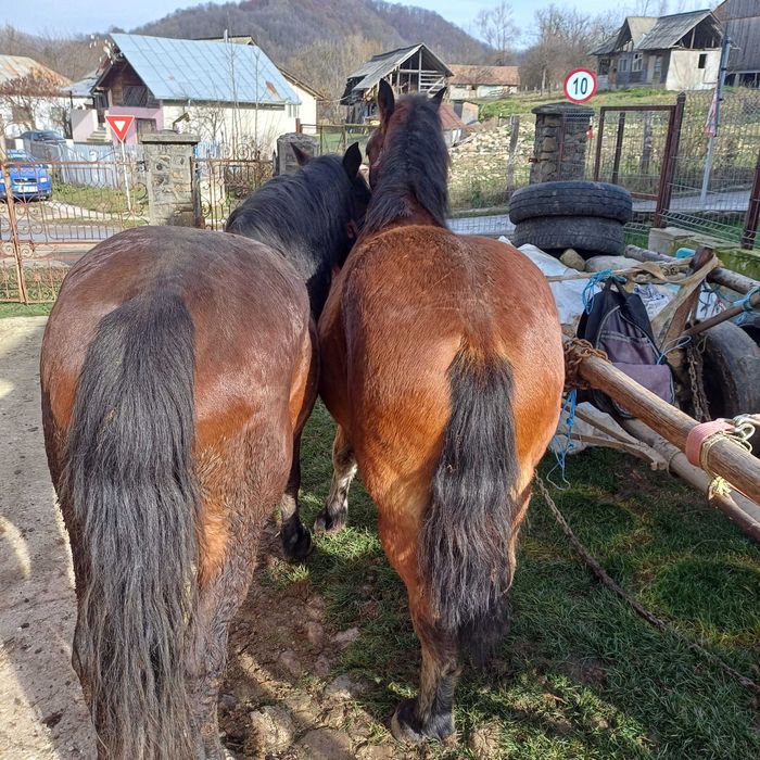 Vand cârlan in varsta de 1 an si jumătate