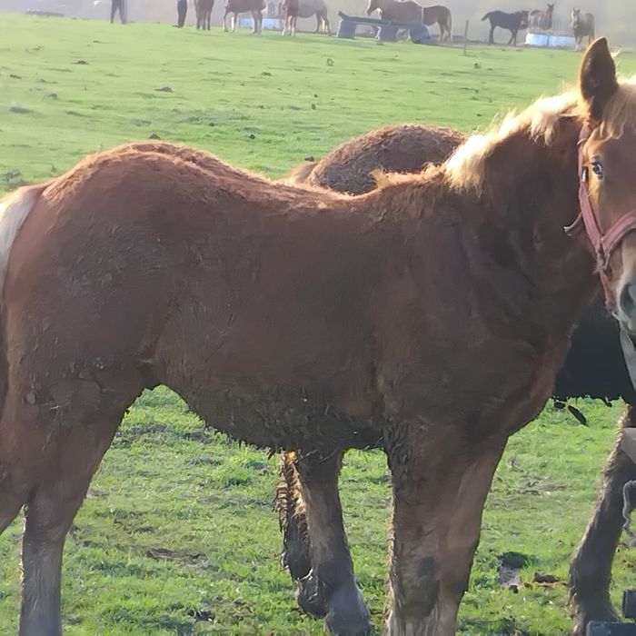 Vand sau schimb pe vaci,vitei sau oi