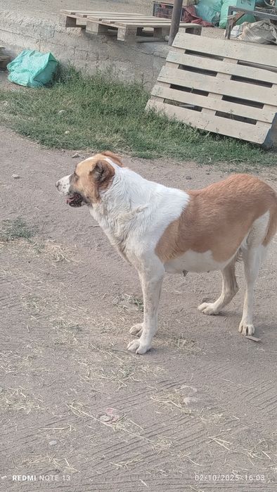 Alabay sotiladi juda baquvat