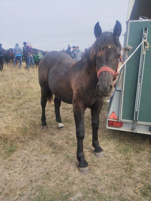 Manza si iapa cu manz