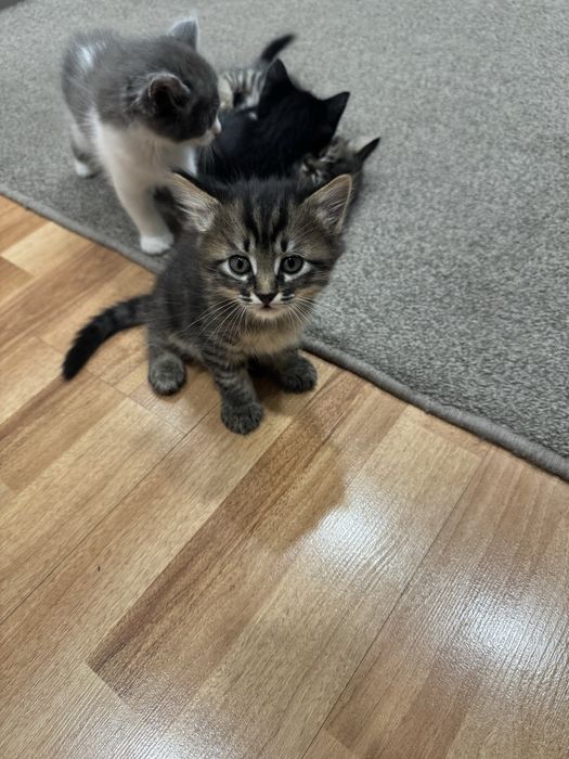 Милые домашние котята