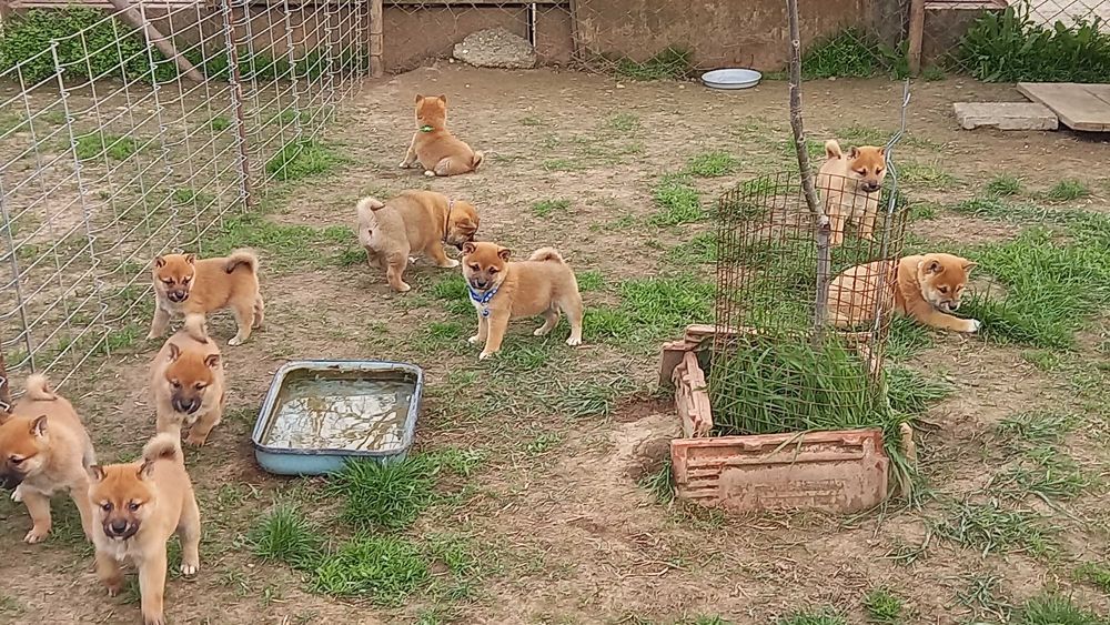 Шиба ину мъжки и  женски кученца