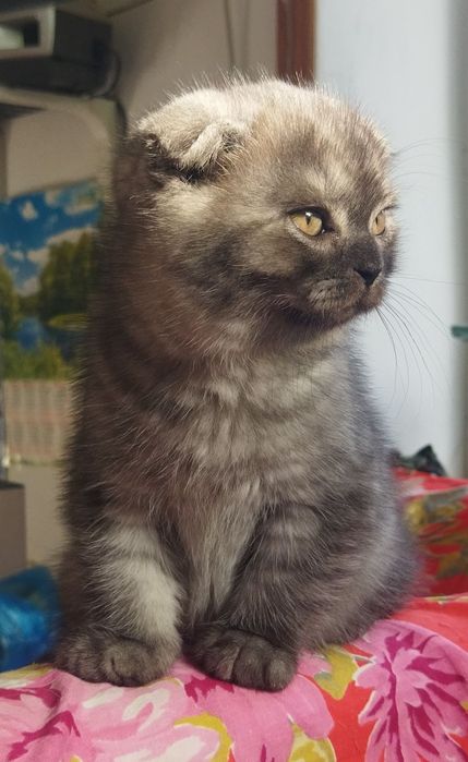 Шотландские котята