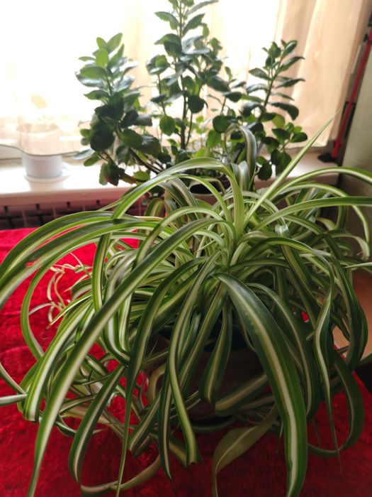 Комнатные цветы все по 1500.