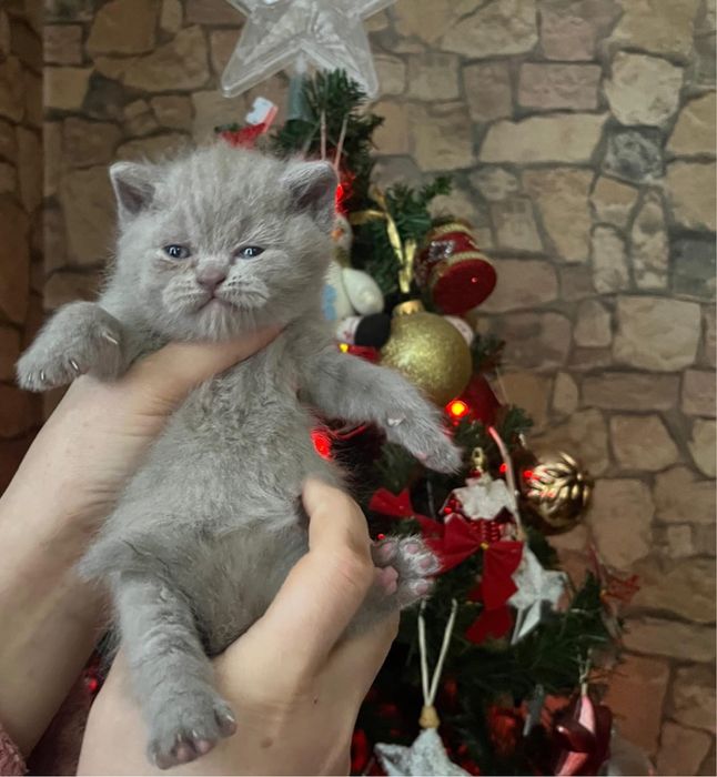 British Shorthair Lilac