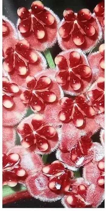 Продам. Hoya Tsangii . Редкий , коллекционный  сорт.