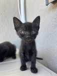Motani spre adoptie Brasov