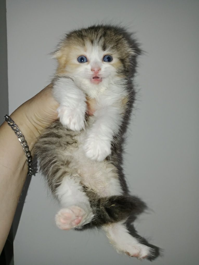 Шотланские котята