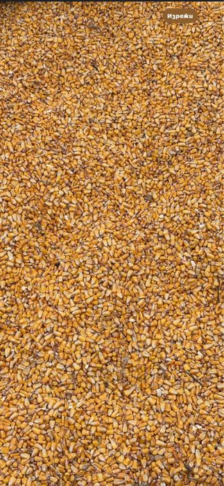Царевица и жито за животни