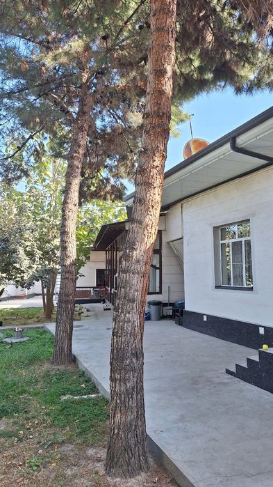 Дерево ёлка сосна