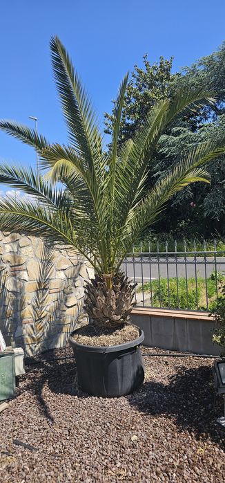 Maslini - Palmieri trachycarpus fortunei