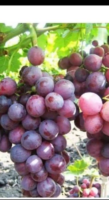 Vând butasi vita de vie altoită și hibrid
Soiuri de masa
- Muscat de H