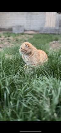 Рыжий Шотландский вислоухий кот