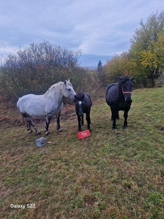 Manza grea sange rece de 6 luni
