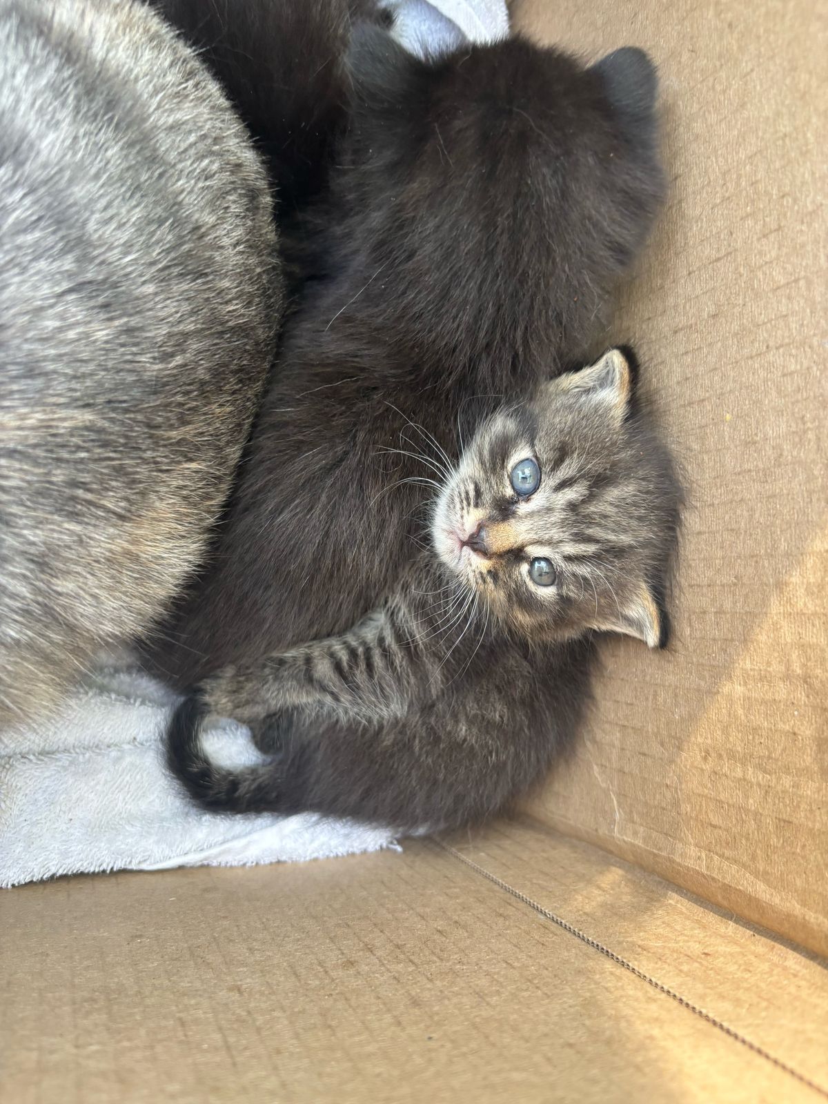 Котята ищут дом, отдадим в добрые руки