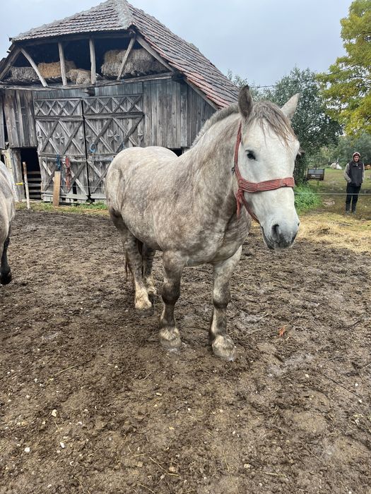 Vând Armăsar în vârstă de 4 ani