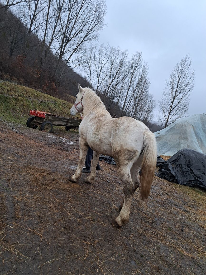 Iapă  și mânză de vânzare