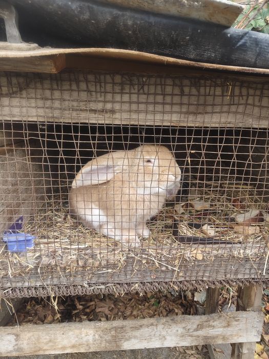 Продам кроликов порода "французский баран"