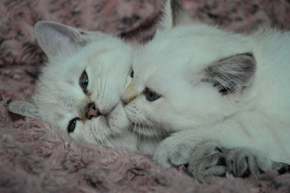 Златни и сребърни чинчили