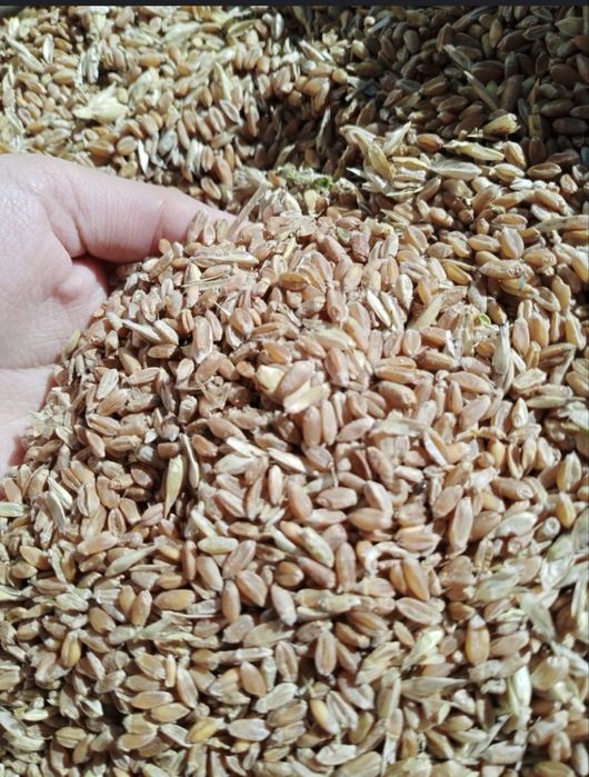 Продам 2 тонны пшеница  этого года из под комбаина!!