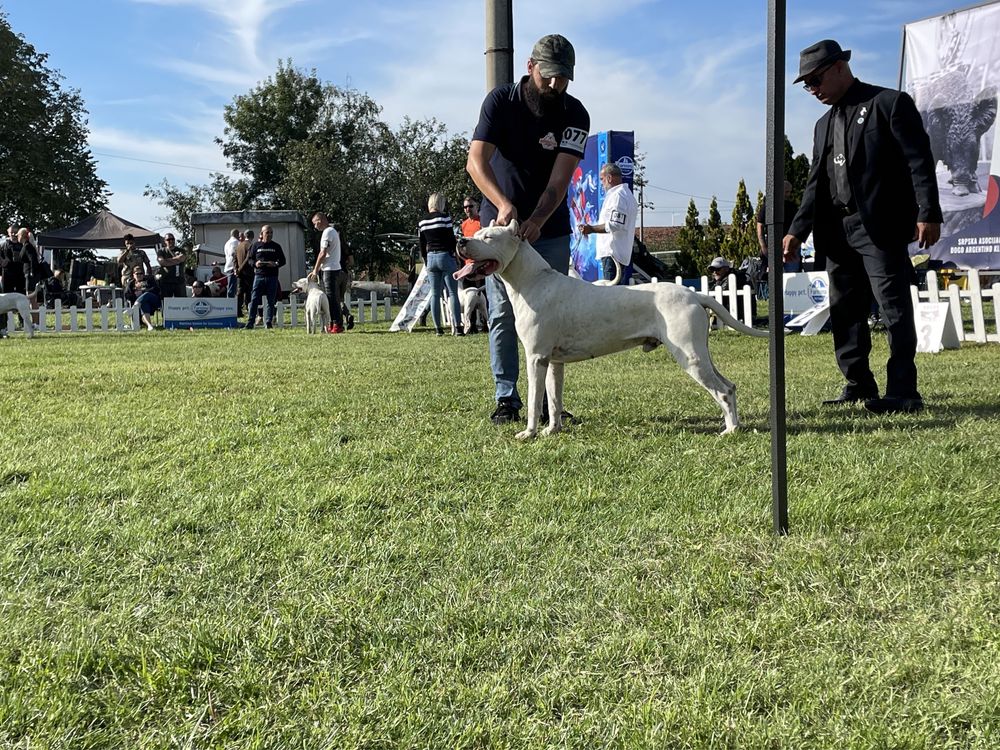 Dogo Argentino / Dog Argentinian