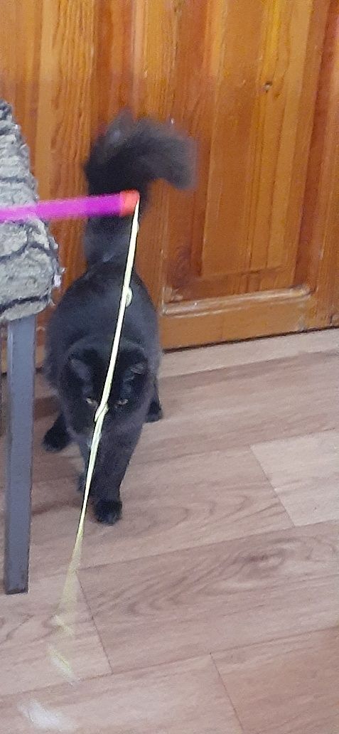 Кошки  котята ангоры