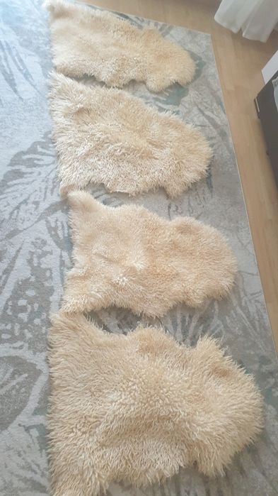 Piei oaie , blana oaie