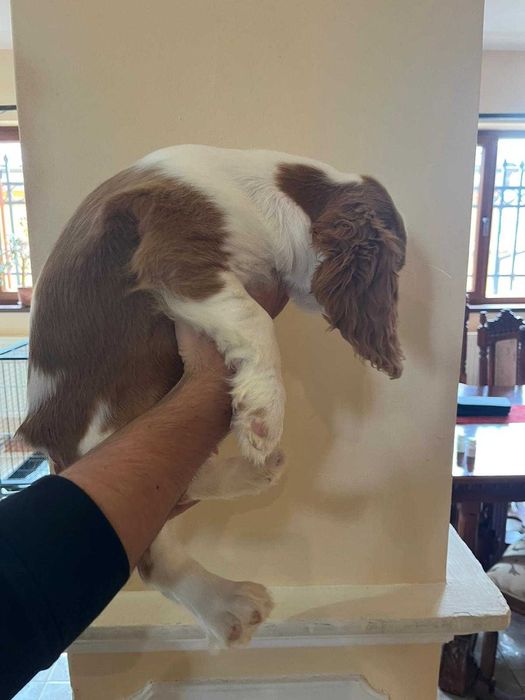 Pui Cavalier King Charles Spaniel Blenheim