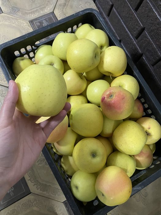 Продам яблоки ……..Золотой превосход