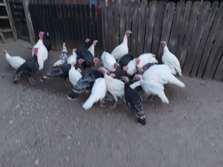 Curci de vânzare