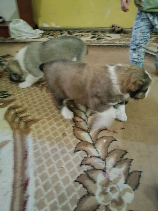 Салом алекум сотилади