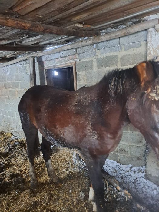 Соғымға тай 1,5 жасар