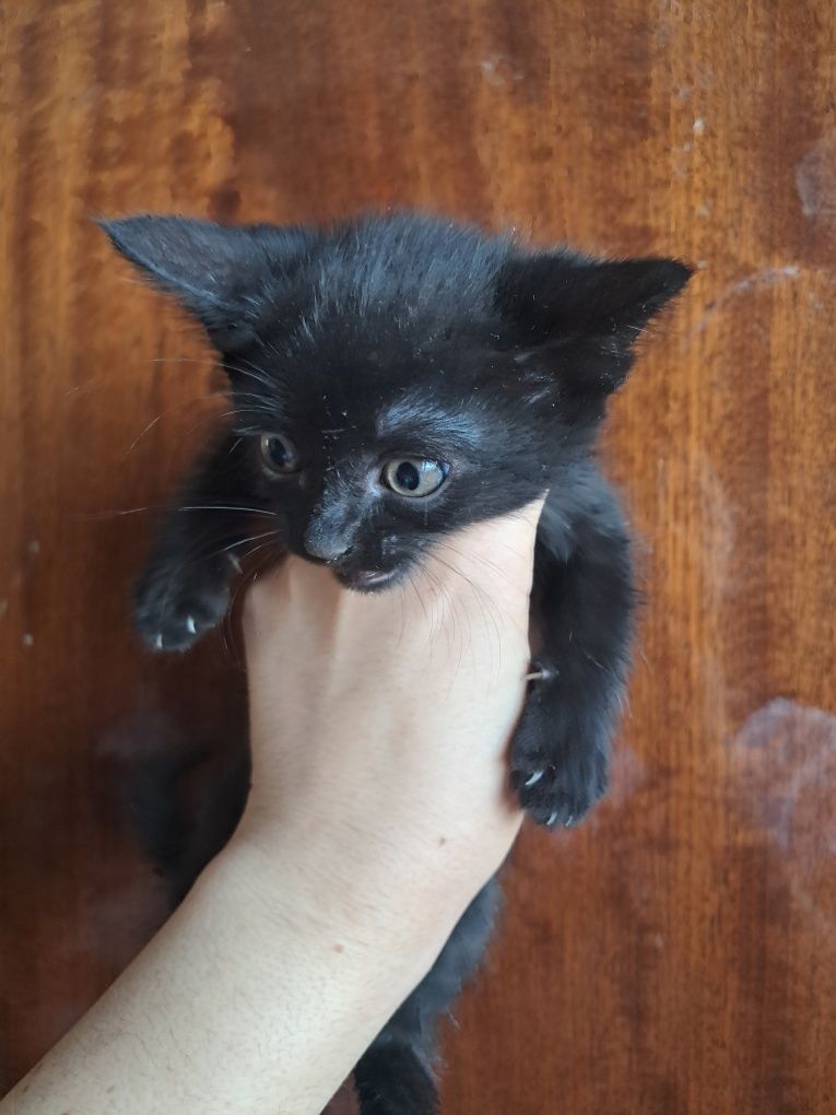 Котята бесплатно