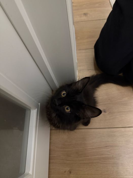 Отдам даром черного кота