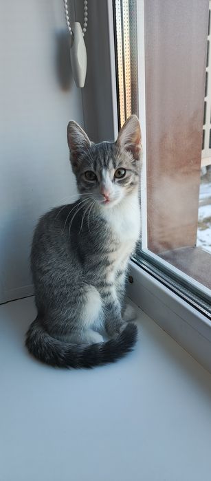 Отдам кошечку в хорошие руки