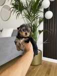 Yorkshire mini toy