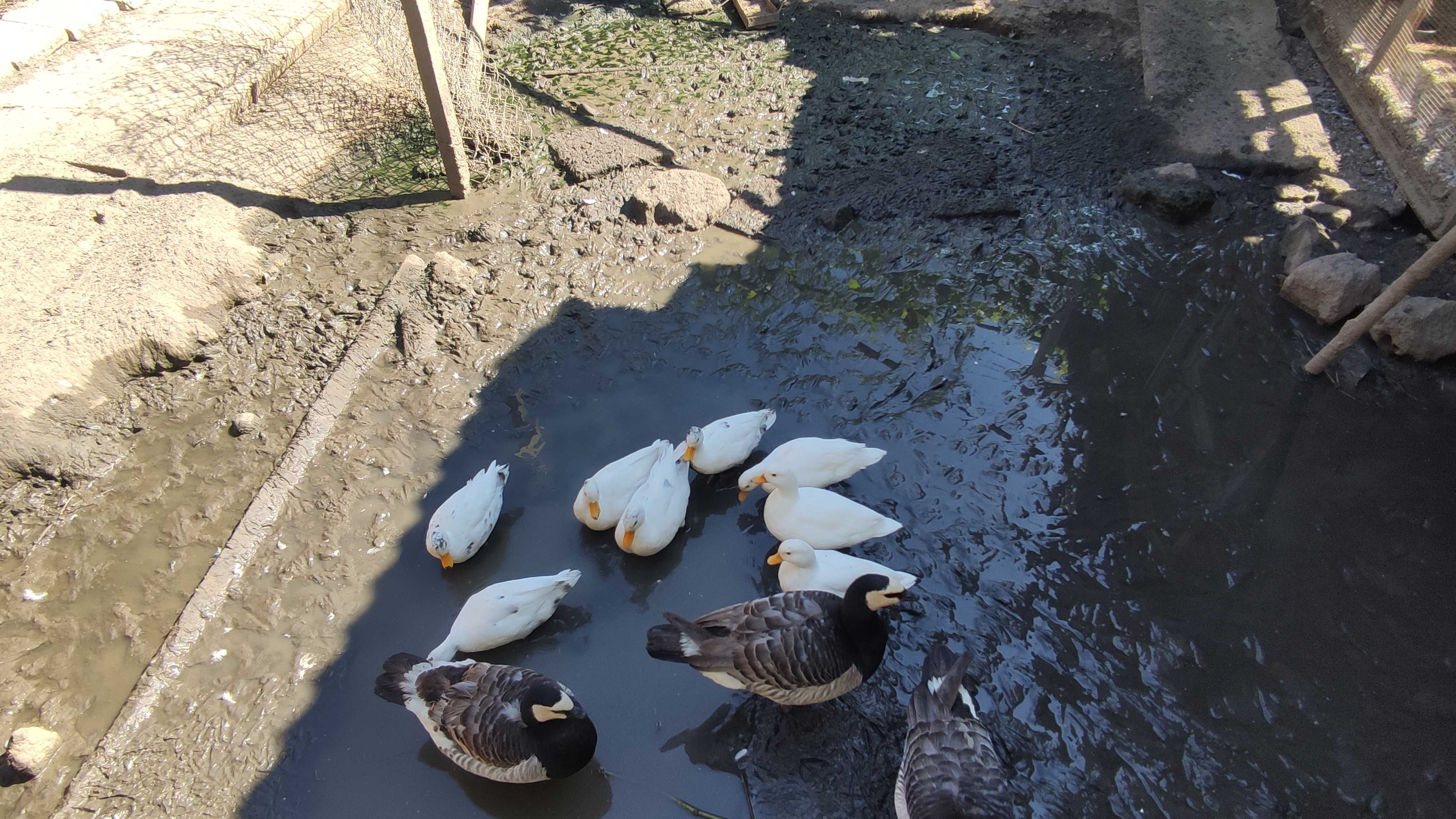 Патици бял калдък