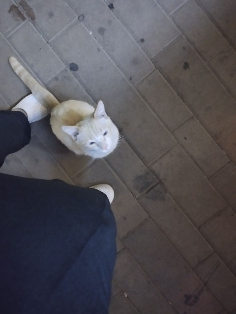 Пристраивается котик