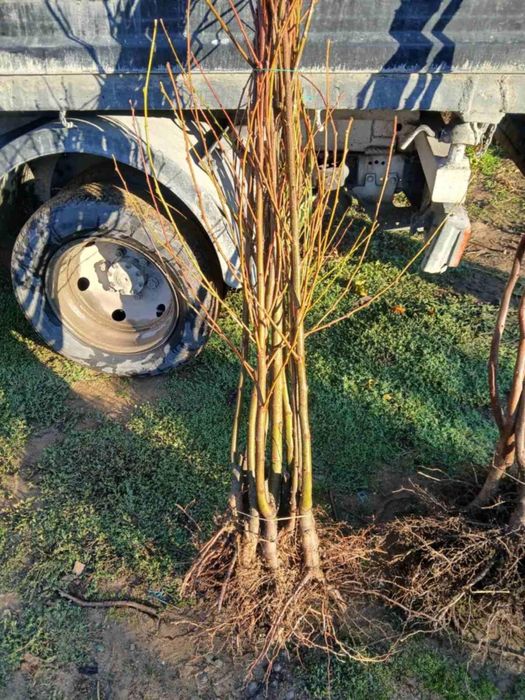 ЯДЛИВ КЕСТЕН – (дръвчета)