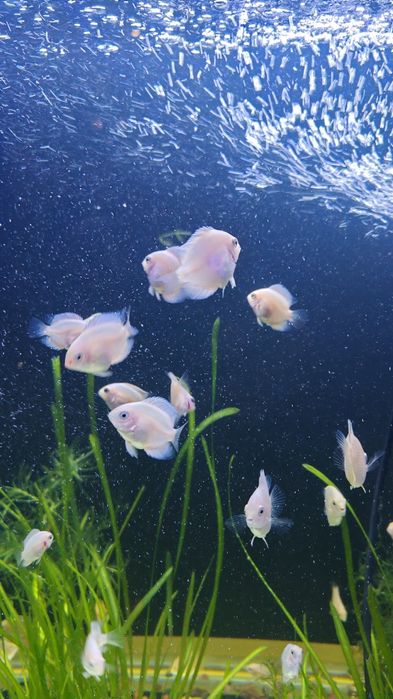 Северум(ложный дискус) 3-5см.Продажа от 10 шт.