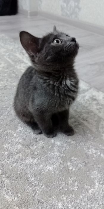 Отдам котенка в хорошие руки